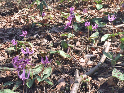f0140773_10335898.gif
