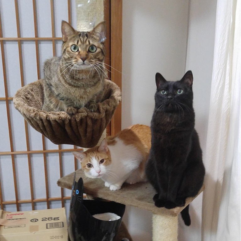 猫侍と猫姫_b0019674_1211759.jpg