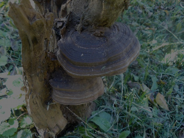 d0019074_83279.jpg