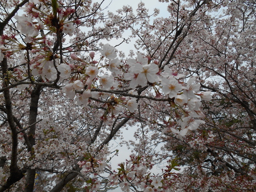 a0318189_185938.jpg