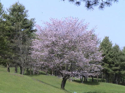 c0171889_1631259.jpg