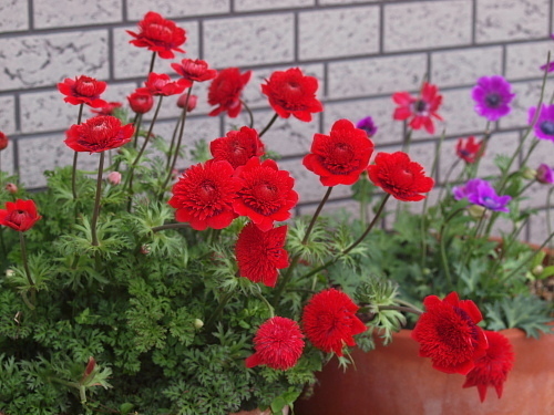 アネモネ : Flowers.