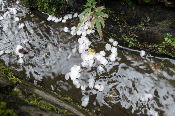 しっとり落ち花 温泉桜_b0145296_13512775.jpg