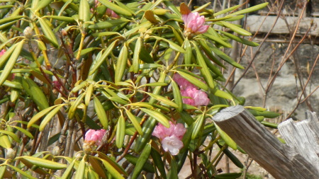 4/9-4/30 小諸懐古園祭り_e0120896_20005237.jpg