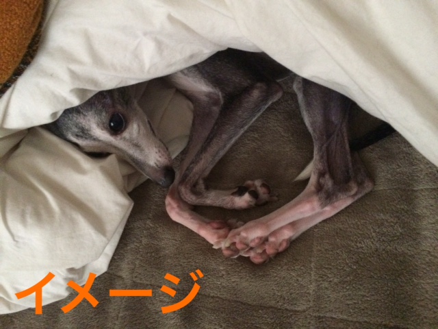 a0050302_415849.jpg