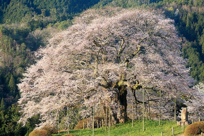 醍醐桜　”醍醐に春が来た！”　びっくりぽんや・・・！_a0140608_6314218.jpg