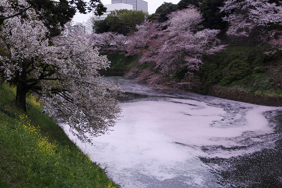 千鳥ヶ淵の桜と、靖国神社_e0255509_2117539.jpg