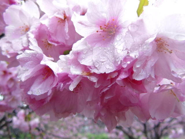 西条市船屋・東 燧緩衝緑地公園の八重桜…2016/4/7_f0231709_13222497.jpg