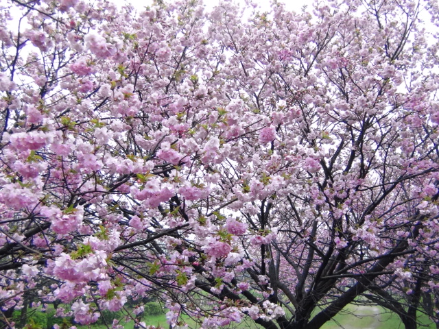 西条市船屋・東 燧緩衝緑地公園の八重桜…2016/4/7_f0231709_13233736.jpg