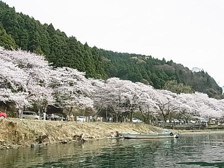 海津大崎の桜_b0248410_00162741.jpg