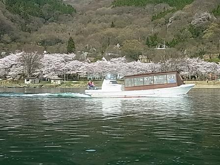 海津大崎の桜_b0248410_00190373.jpg