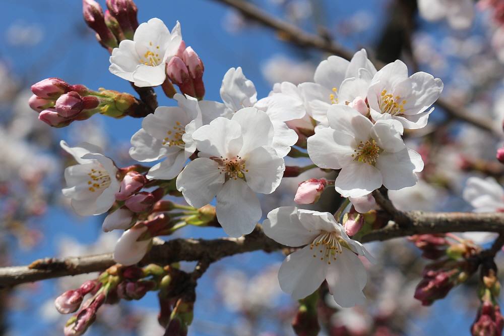 目配山の桜は一週間早かった_f0212511_0211186.jpg