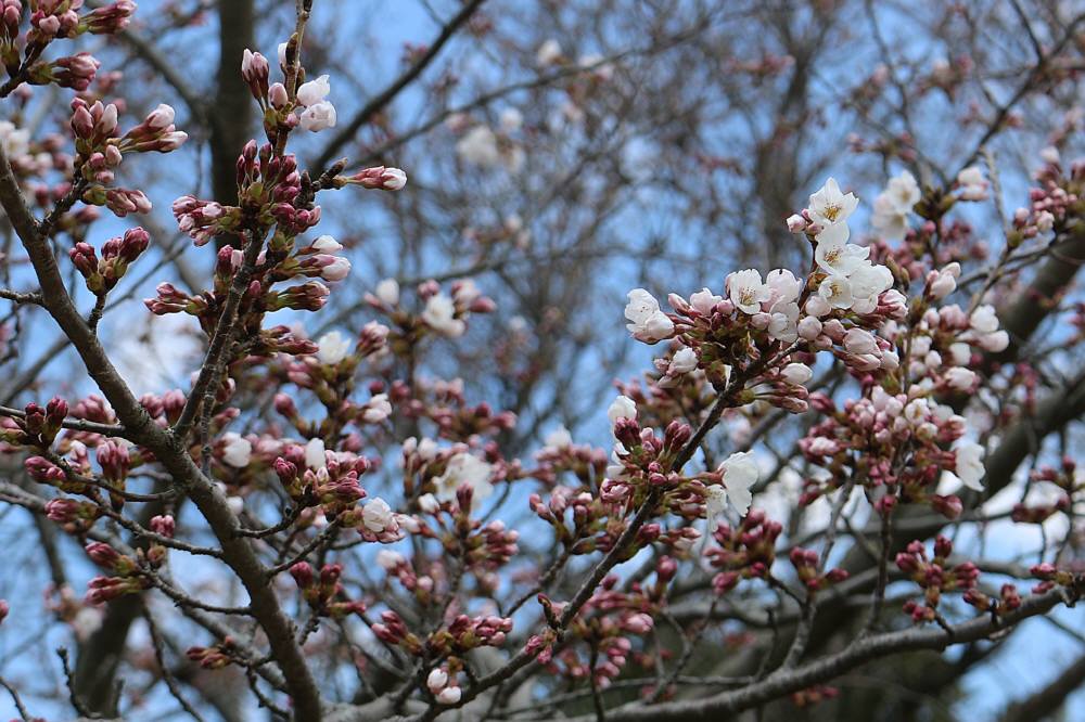 目配山の桜は一週間早かった_f0212511_0213542.jpg