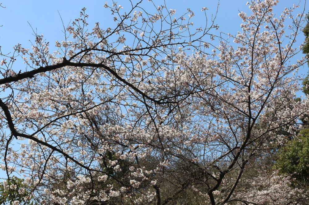 目配山の桜は一週間早かった_f0212511_022792.jpg