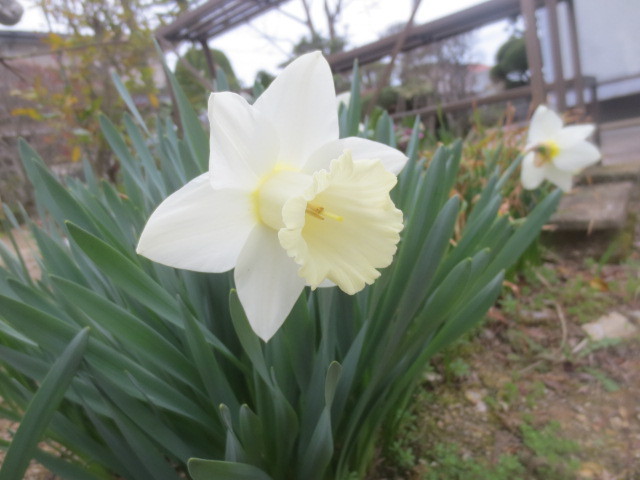 庭の花とシジュウカラ_f0248616_10060837.jpg