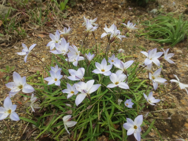 庭の花とシジュウカラ_f0248616_10064295.jpg