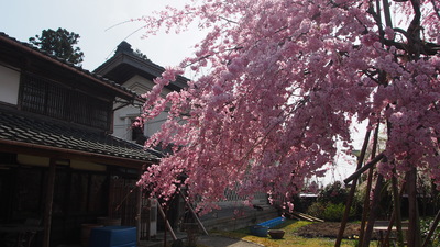 枝垂桜、１０日から数日間が見頃です。_e0135219_21454814.jpg