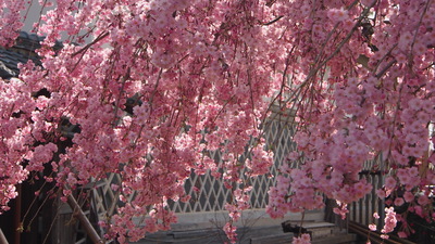 枝垂桜、１０日から数日間が見頃です。_e0135219_21462897.jpg