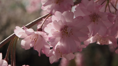 枝垂桜、１０日から数日間が見頃です。_e0135219_21471944.jpg