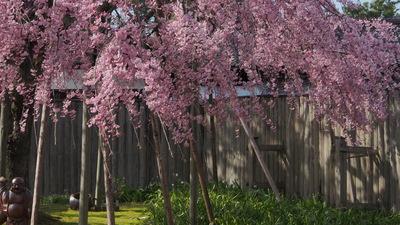 枝垂桜、１０日から数日間が見頃です。_e0135219_21481897.jpg