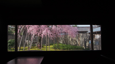 枝垂桜、１０日から数日間が見頃です。_e0135219_21485896.jpg