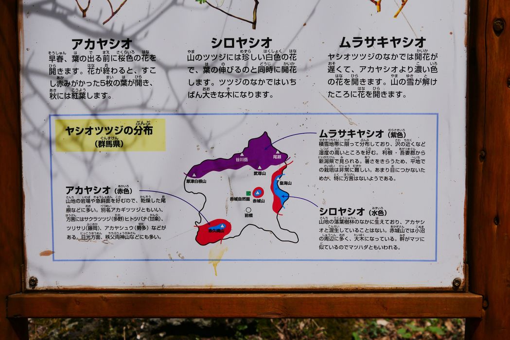 アカヤシオツツジが満開！・・・赤城自然園_a0031821_22452724.jpg