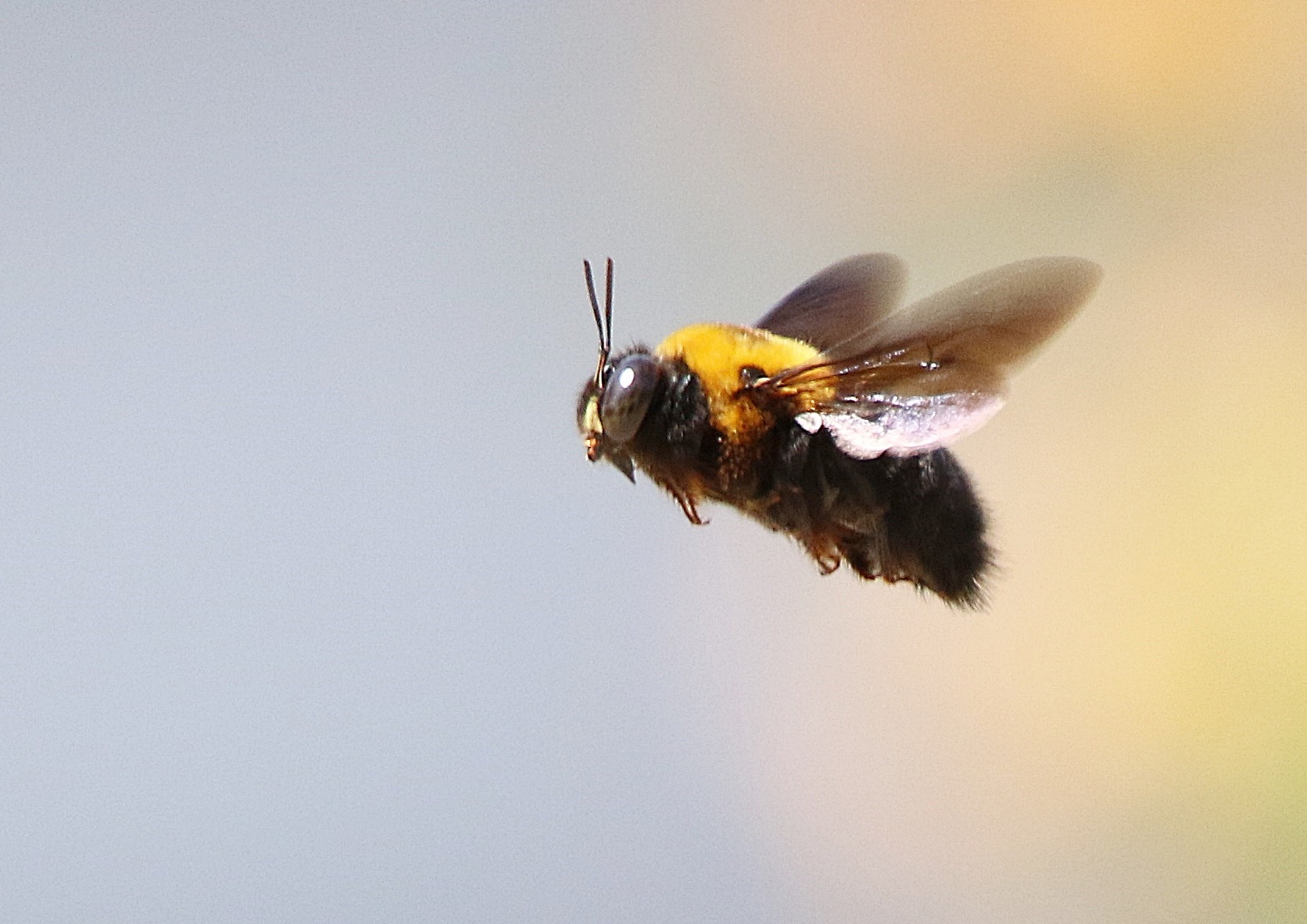 クマバチ・クマンバチ（carpenter bee）_f0310221_10434281.jpg