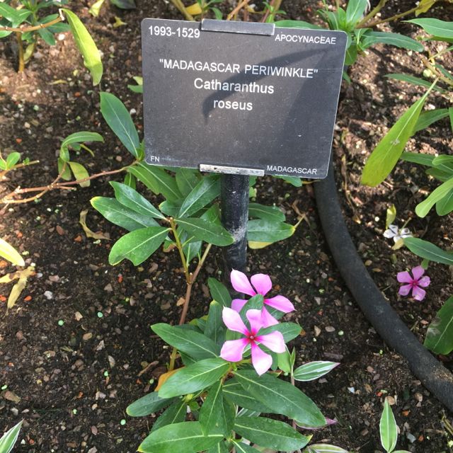 Kew Garden_f0123922_642778.jpg