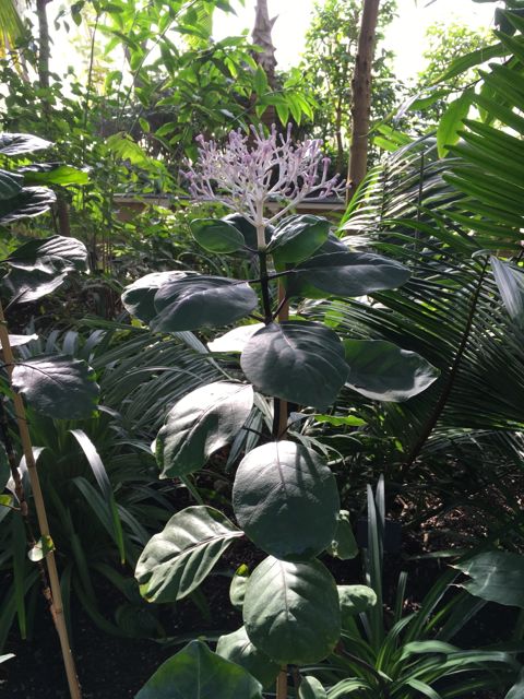 Kew Garden_f0123922_744551.jpg