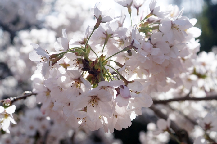 ■あきのデジBookにて【実相寺山高神代桜】推定樹齢二千年・日本で最古・最大の巨樹を見てきました♪_b0033423_1211078.jpg
