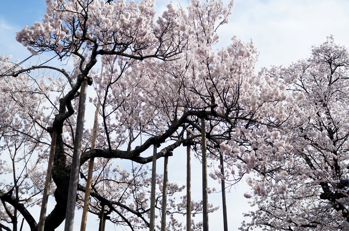 ■あきのデジBookにて【実相寺山高神代桜】推定樹齢二千年・日本で最古・最大の巨樹を見てきました♪_b0033423_1222384.jpg