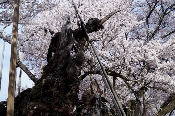 ■あきのデジBookにて【実相寺山高神代桜】推定樹齢二千年・日本で最古・最大の巨樹を見てきました♪_b0033423_1225031.jpg