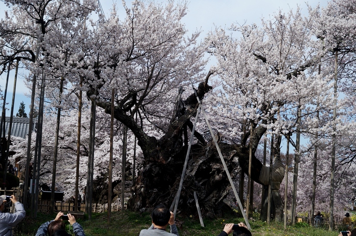 ■あきのデジBookにて【実相寺山高神代桜】推定樹齢二千年・日本で最古・最大の巨樹を見てきました♪_b0033423_12262287.jpg