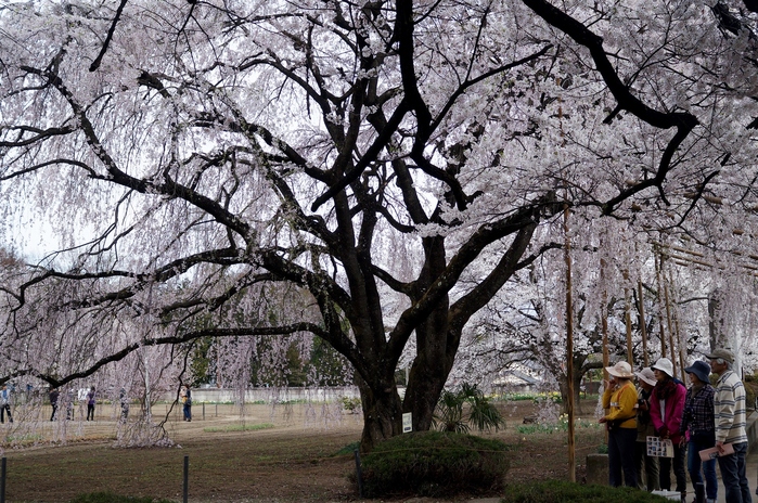 ■あきのデジBookにて【実相寺山高神代桜】推定樹齢二千年・日本で最古・最大の巨樹を見てきました♪_b0033423_1244012.jpg