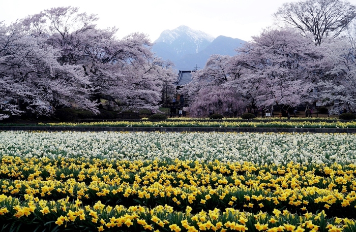 ■あきのデジBookにて【実相寺山高神代桜】推定樹齢二千年・日本で最古・最大の巨樹を見てきました♪_b0033423_124868.jpg