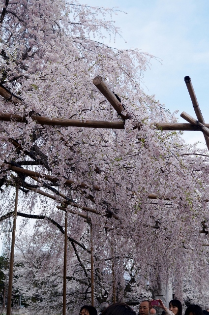 ■あきのデジBookにて【実相寺山高神代桜】推定樹齢二千年・日本で最古・最大の巨樹を見てきました♪_b0033423_1252390.jpg