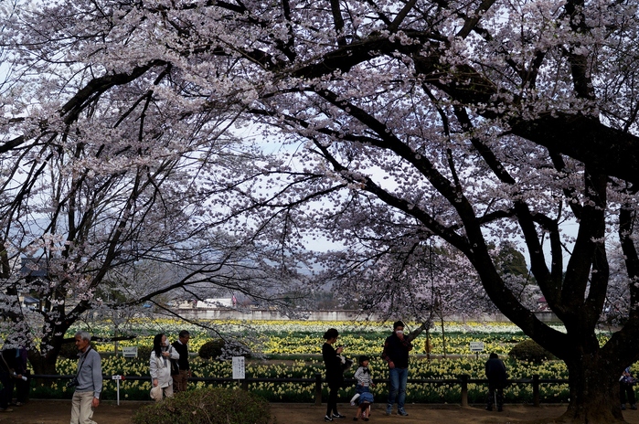 ■あきのデジBookにて【実相寺山高神代桜】推定樹齢二千年・日本で最古・最大の巨樹を見てきました♪_b0033423_126555.jpg