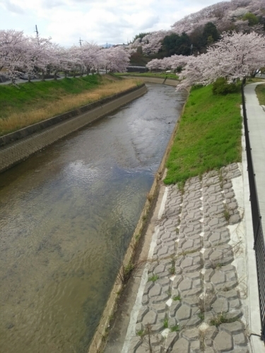 竜田川の桜_d0334923_21472669.jpg