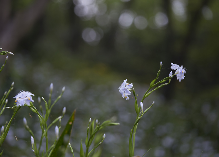 花見ハイキング_e0238623_18555513.jpg