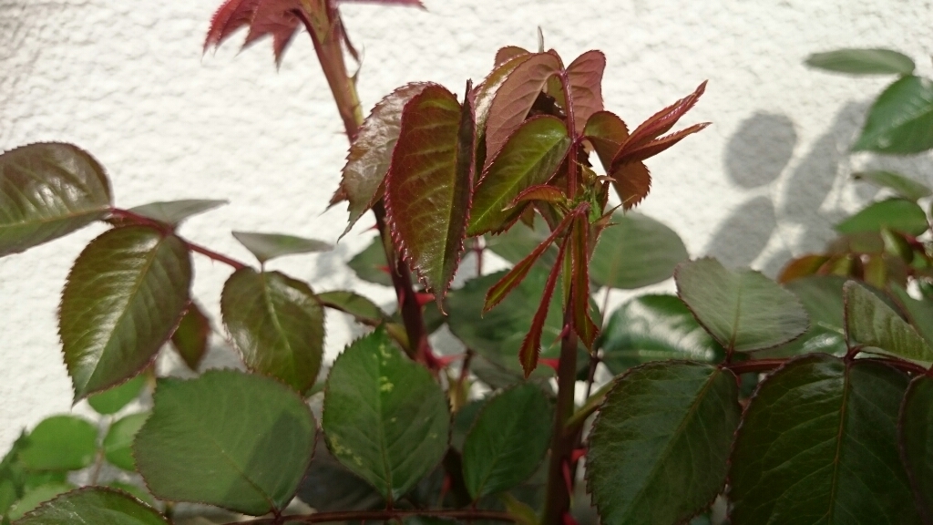 e0263224_14482698.jpg