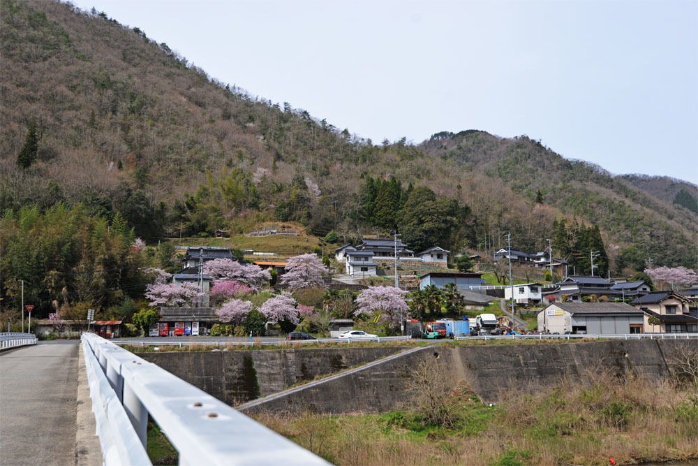 山里　春爛漫♪_d0029829_19564721.jpg