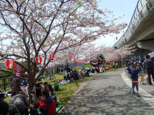 桜まつり..晴天です。_b0137932_1310670.jpg