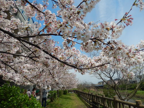 桜まつり..晴天です。_b0137932_13145190.jpg