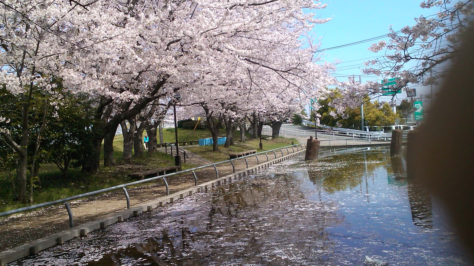 桜まつり..晴天です。_b0137932_13171426.jpg