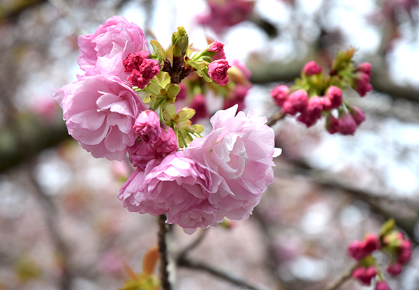 桜情報2016-No.4★八重桜が咲きました♪_a0134734_13461679.jpg