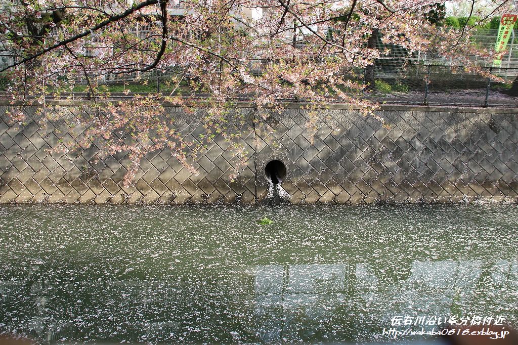 伝右川の水面は花びらのアート！！！_e0052135_14455290.jpg