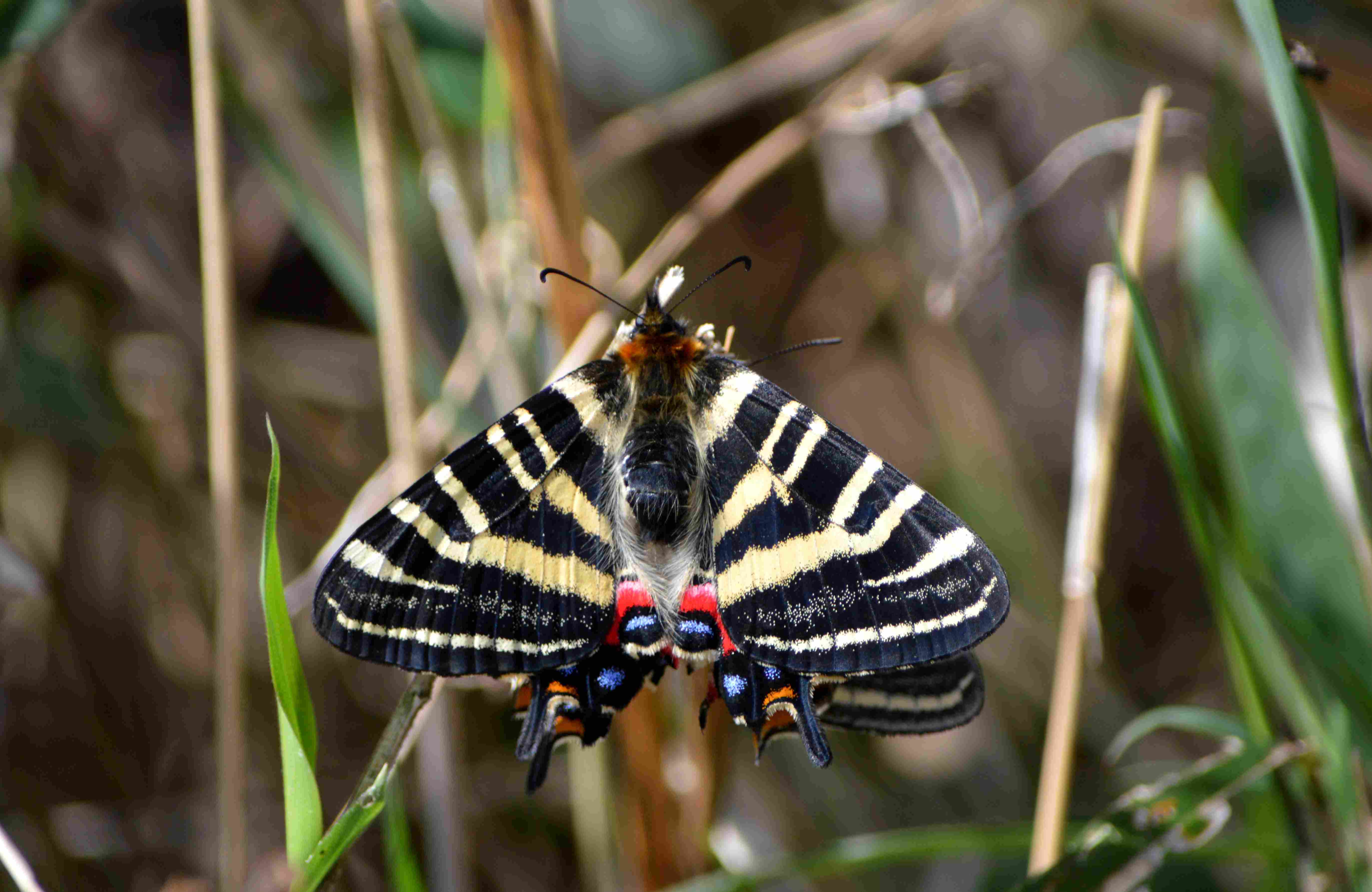 ギフチョウ 4月9日 岡崎市にて 超蝶 ギフチョウ 4月9日 岡崎市にて 超蝶