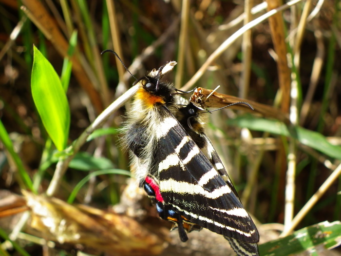 ギフチョウ 4月9日 岡崎市にて_d0254540_18342762.jpg