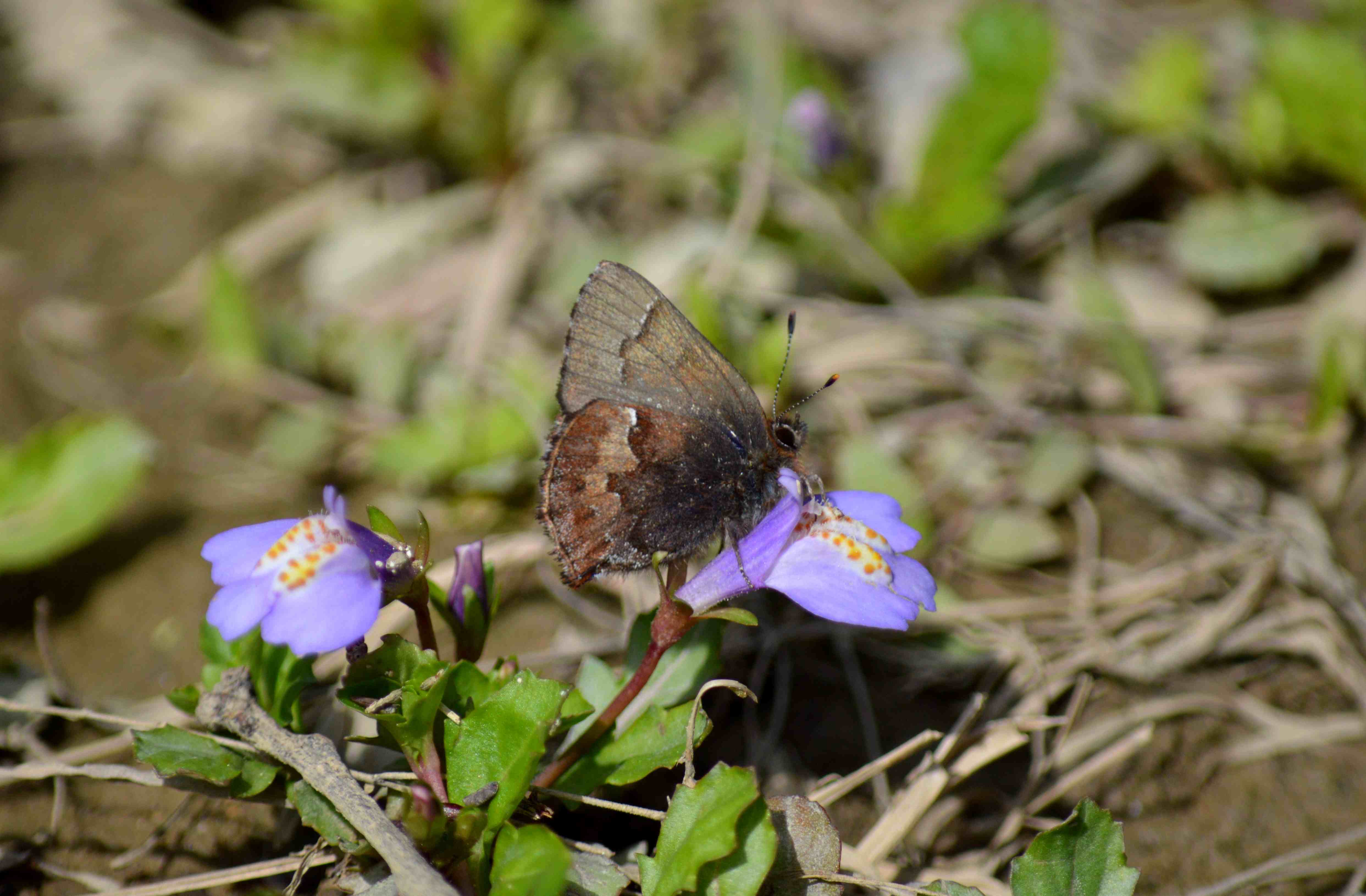 ギフチョウ 4月9日 岡崎市にて_d0254540_18365827.jpg