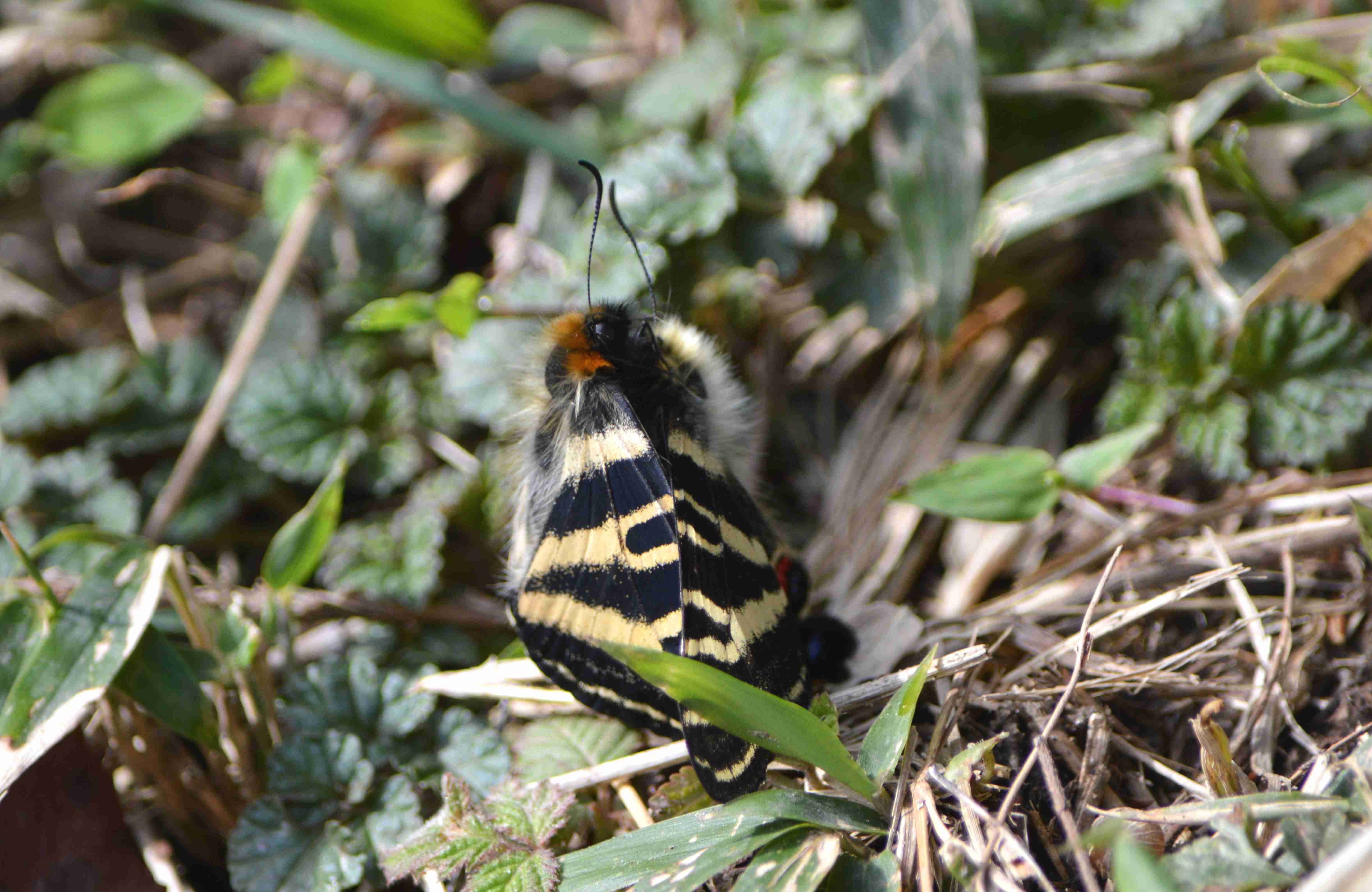 ギフチョウ 4月9日 岡崎市にて_d0254540_18554128.jpg